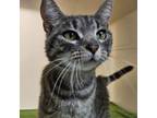 Adopt Nipsy a Domestic Short Hair