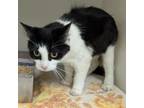 Adopt 20695 a Domestic Short Hair