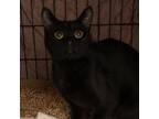 Adopt Nelli a Domestic Short Hair