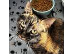 Adopt Doxie a Domestic Short Hair