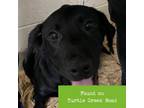 Adopt Lena a Labrador Retriever