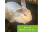 Adopt Pinkie Pie a Florida White