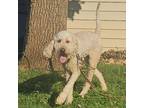 Adopt Bambi a Mixed Breed
