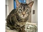 Adopt Sammi (Senior) a Domestic Short Hair