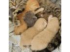 Adopt Loofah a Domestic Short Hair