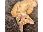 Adopt Conditioner a Domestic Short Hair