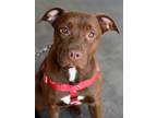 Adopt Rachel a Labrador Retriever, Pit Bull Terrier