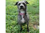 Adopt Midnight a Terrier, Mixed Breed