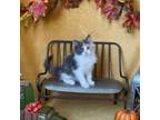 Adopt Habanero a Domestic Long Hair