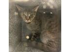 Adopt Cranberry a Domestic Short Hair
