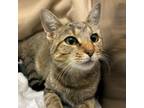 Adopt Merlot a Domestic Short Hair