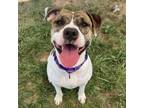 Adopt Hela a Pit Bull Terrier
