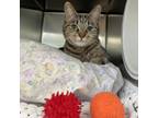 Adopt Clover a Domestic Short Hair
