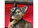 Adopt Joy a Domestic Short Hair