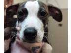 Adopt Hazel a Mixed Breed