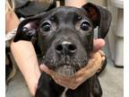 Adopt Joy a Mixed Breed