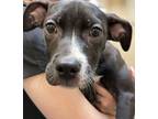 Adopt Josephine a Mixed Breed