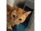 Adopt Gerbera a Domestic Short Hair