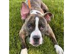 Adopt Lilly a Mixed Breed