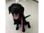Adopt Buttercup a Mixed Breed