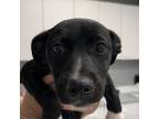 Adopt Laverne a Mixed Breed