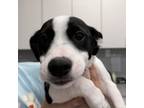 Adopt Shirley a Mixed Breed