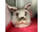 Adopt Fluff a Lionhead
