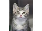 Adopt Jayna a Domestic Short Hair