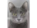 Adopt Trixy a Domestic Short Hair