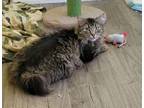 Adopt Amy a Manx