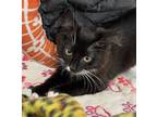 Adopt Saskia a Domestic Long Hair