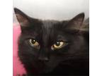 Adopt Cloud a Domestic Medium Hair