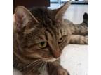Adopt J'Nique a Domestic Short Hair