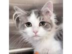 Adopt Sweet Pea - Reduced Fee! a Domestic Medium Hair