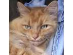 Adopt Loki - Adoption Fee Paid! a Domestic Long Hair
