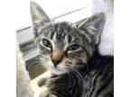 Adopt Leica - Reduced Fee! a Domestic Short Hair