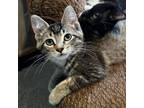 Adopt Bean Sprout a Domestic Short Hair