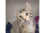 Adopt Shanti a Domestic Short Hair