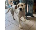 Adopt Tiramisu Stray Hold 8/21 a Mixed Breed