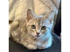 Adopt Precious a Domestic Short Hair