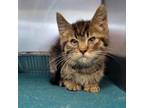 Adopt Astrid a Domestic Short Hair