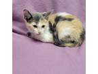 Adopt Calypso a Domestic Short Hair