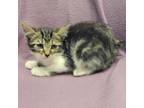 Adopt Gypsy a Manx