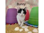 Adopt Bunny a Manx