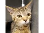 Adopt Louisa a Domestic Short Hair