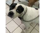 Adopt Mazie a Mixed Breed
