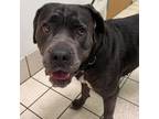 Adopt Mollie a Mixed Breed