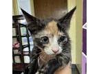 Adopt Rosie a Domestic Short Hair