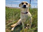 Adopt Margot a Cardigan Welsh Corgi, Mixed Breed