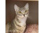 Adopt Chloe a Domestic Short Hair